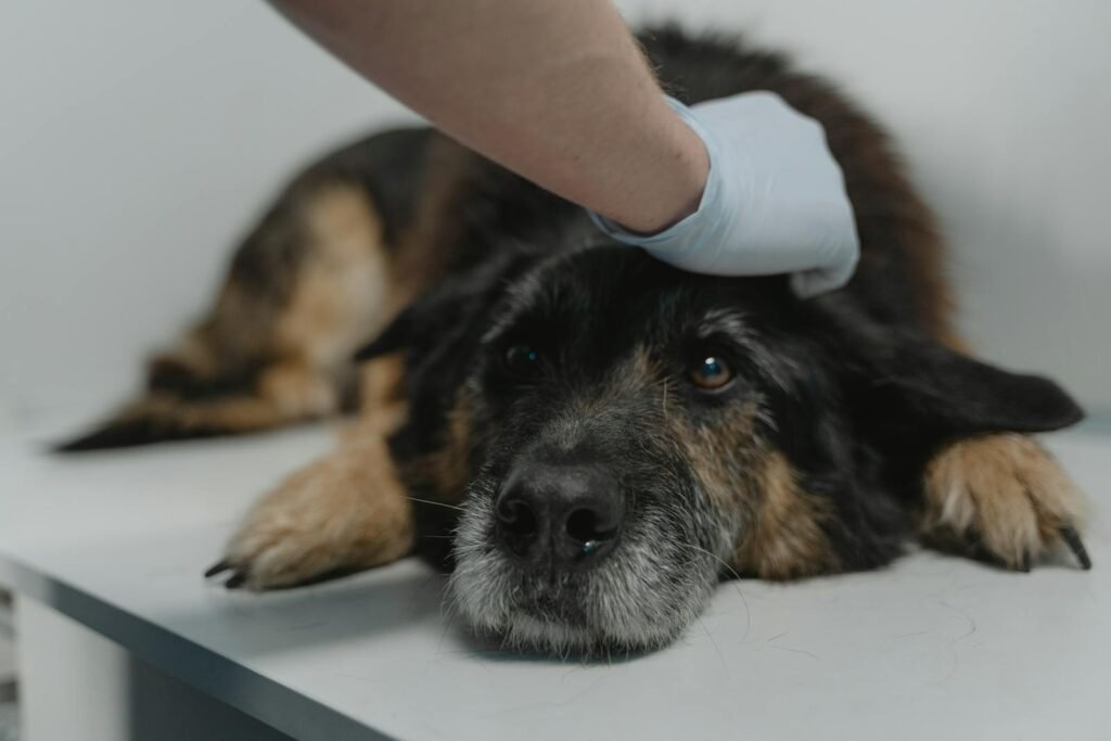 veterinaria oterino zamora