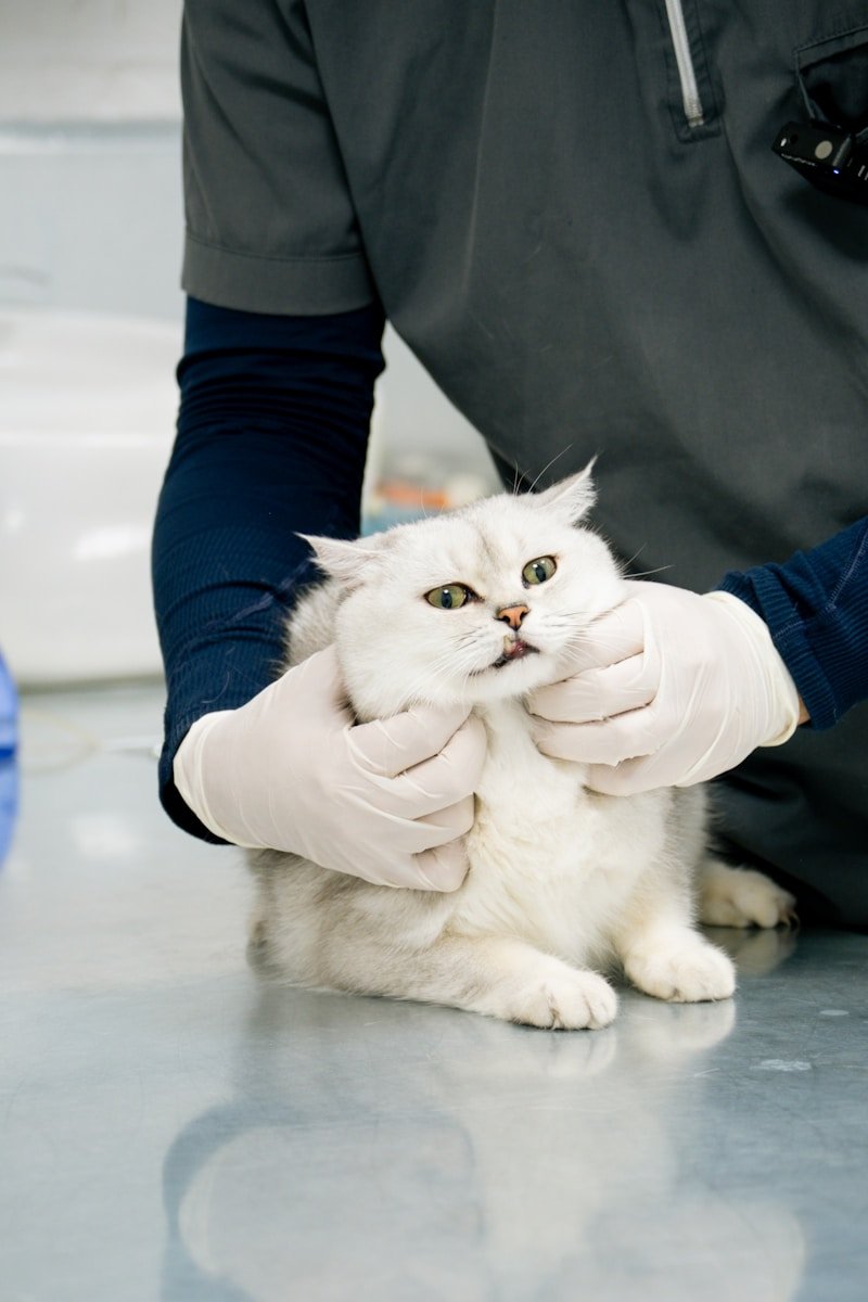 veterinaria oterino zamora